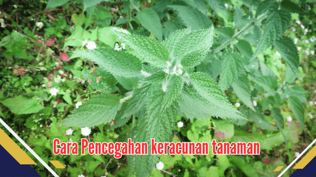 Cara Pencegahan keracunan tanaman