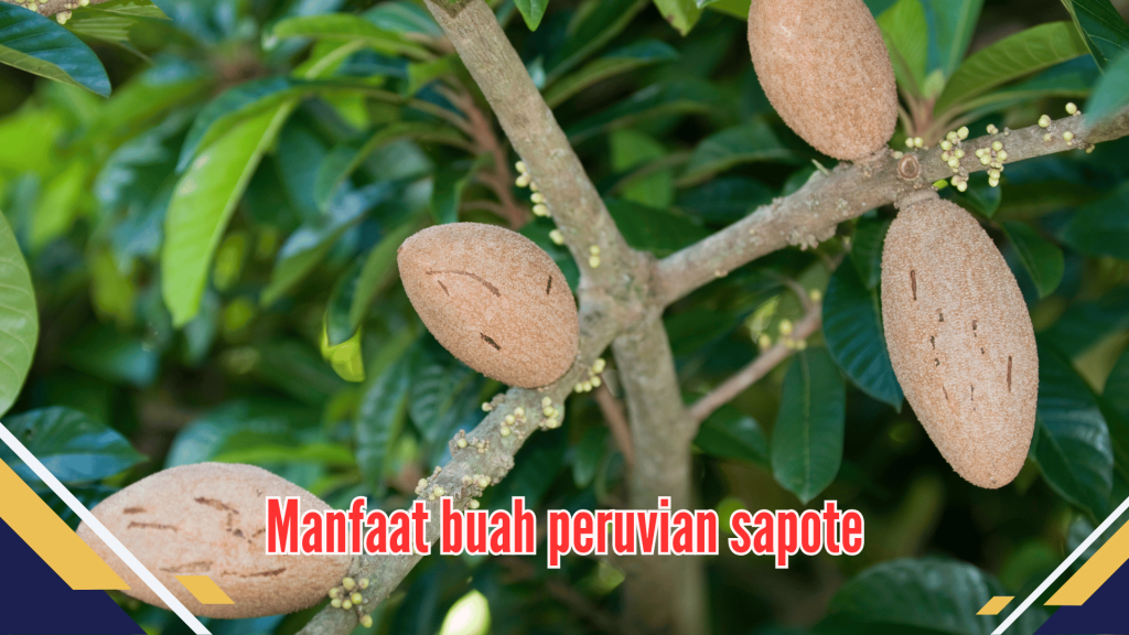 Manfaat buah peruvian sapote