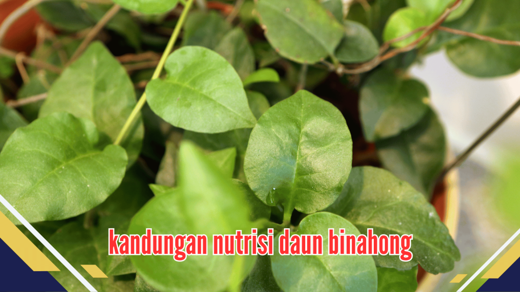 kandungan nutrisi daun binahong