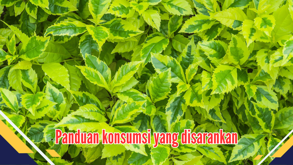  Panduan konsumsi yang disarankan