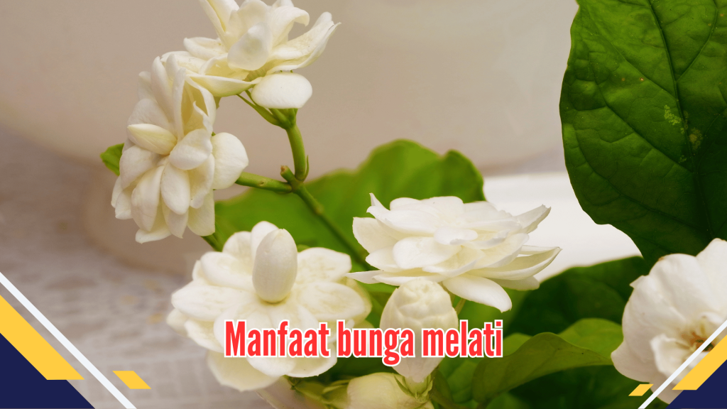 Manfaat bunga melati