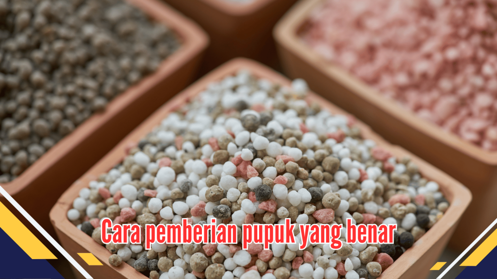 Cara pemberian pupuk yang benar