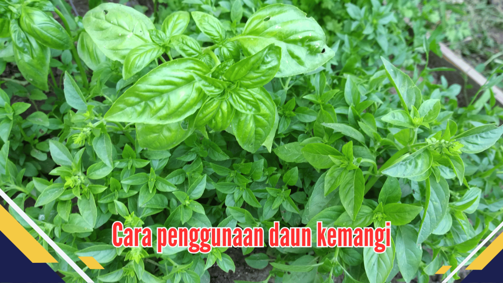 cara penggunaan daun kemangi