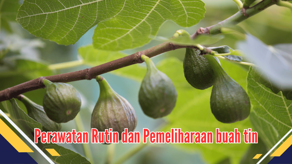 Perawatan Rutin dan Pemeliharaan buah tin