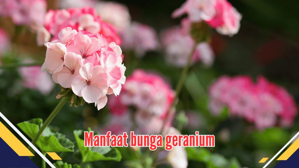 Manfaat bunga geranium