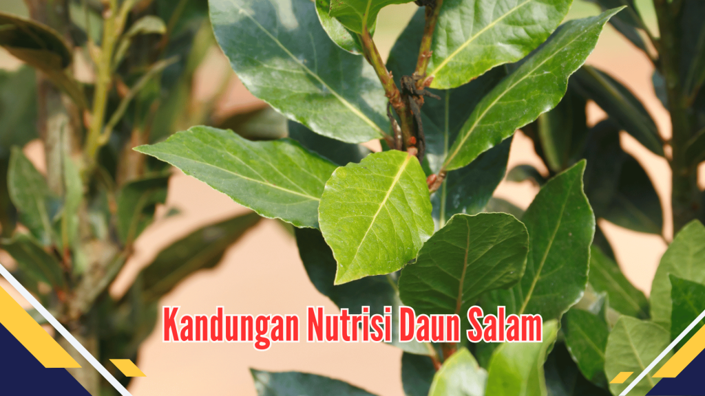 Kandungan Nutrisi Daun Salam