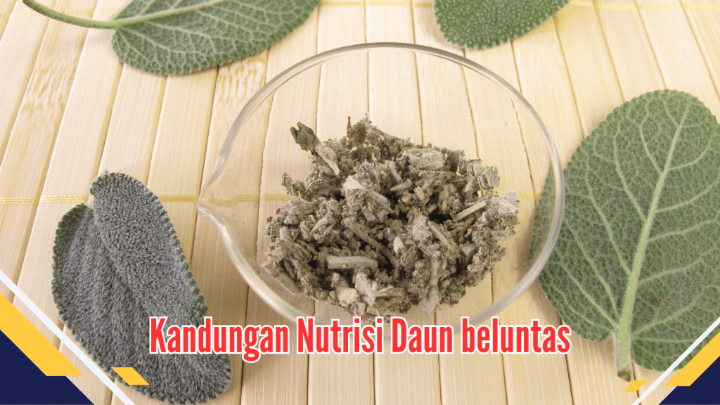 Kandungan Nutrisi Daun beluntas