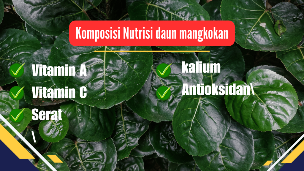 Komposisi Nutrisi daun mangkokan