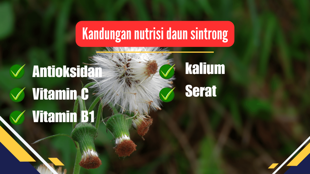 kandungan nutrisi daun sintrong