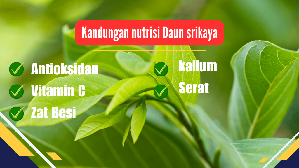 Kandungan nutrisi Daun srikaya