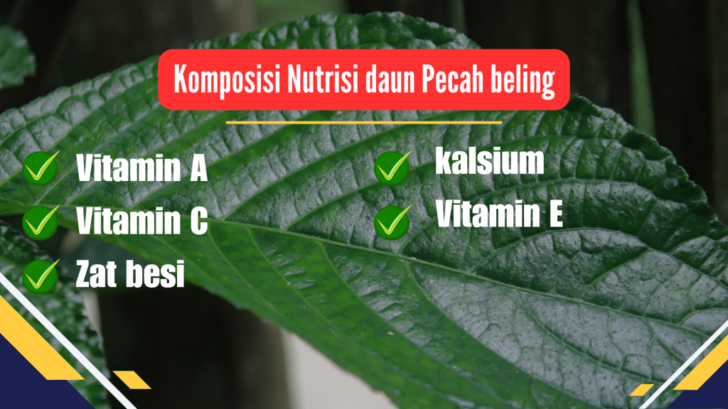 Kandungan Nutrisi daun pecah beling