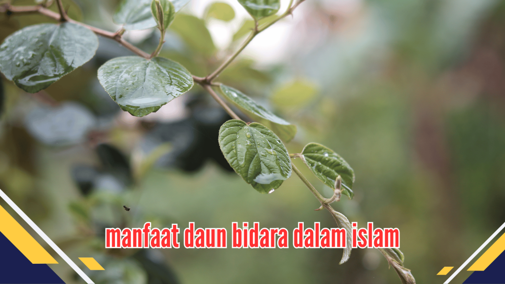 Manfaat Daun Bidara