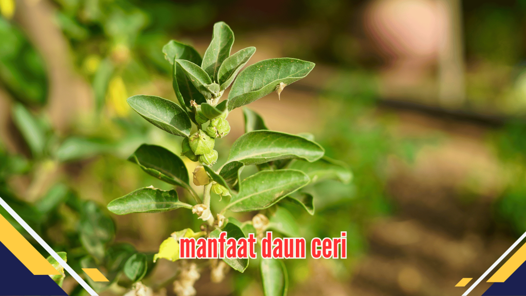 manfaat daun ceri