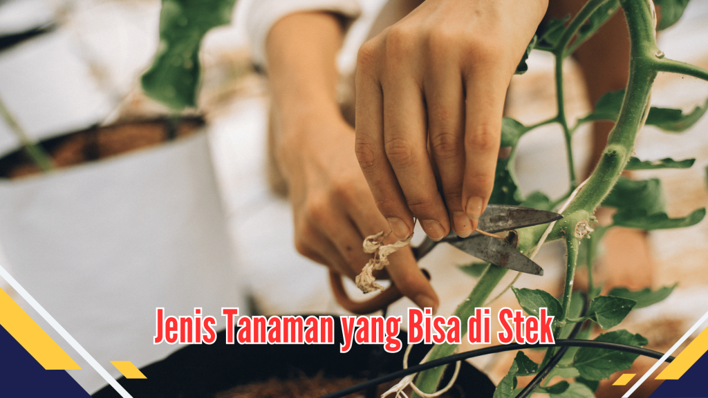 jenis tanaman yang bisa di stek