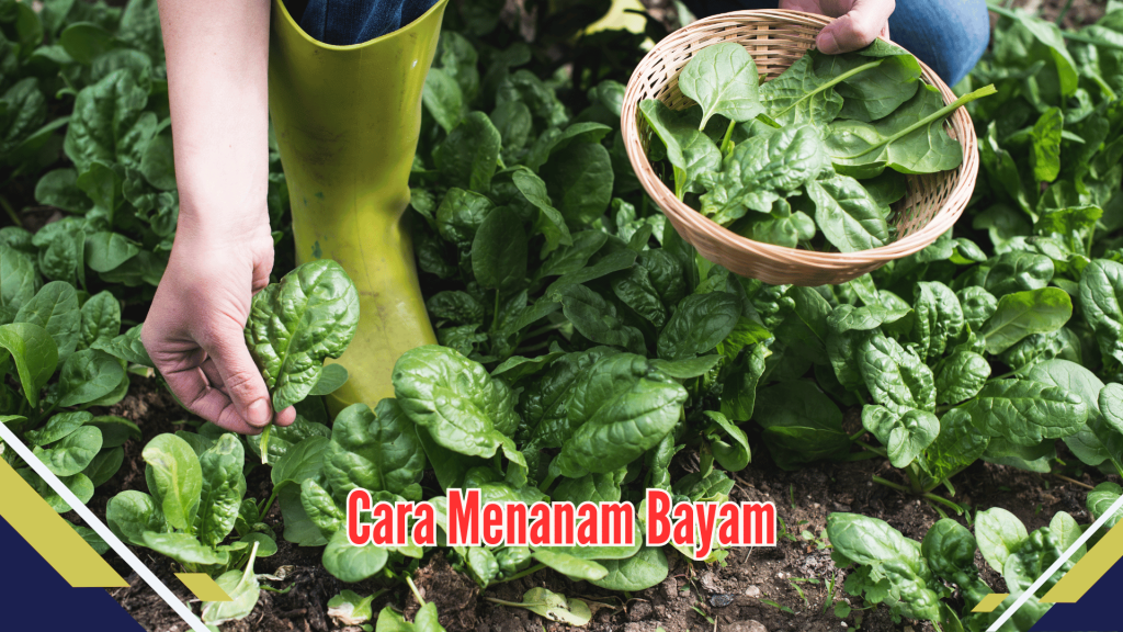 cara menanam bayam