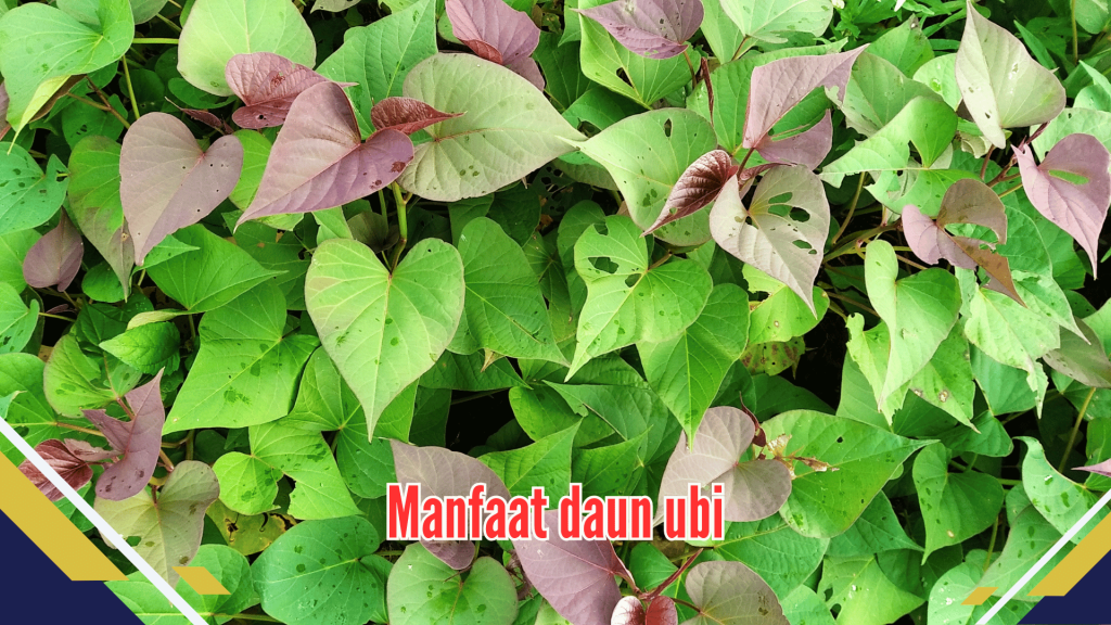  manfaat daun ubi