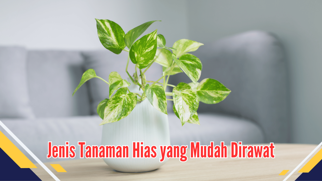 tanaman hias yang mudah dirawat