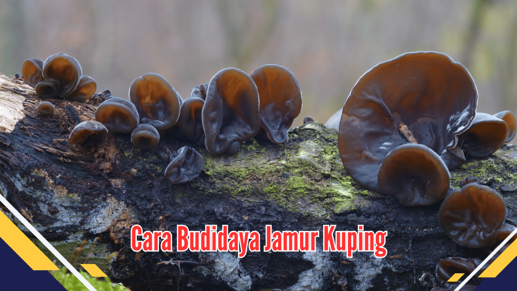 Cara Budidaya Jamur Kuping 