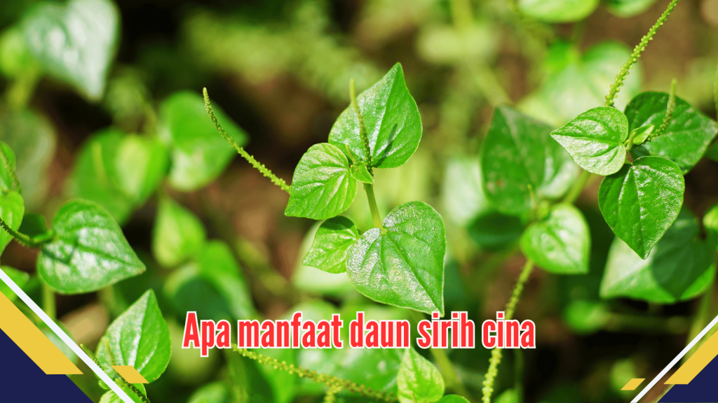 Apa manfaat daun sirih cina