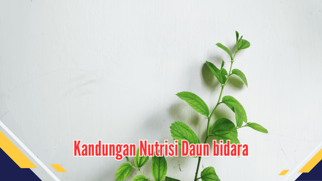 Kandungan Nutrisi Daun bidara