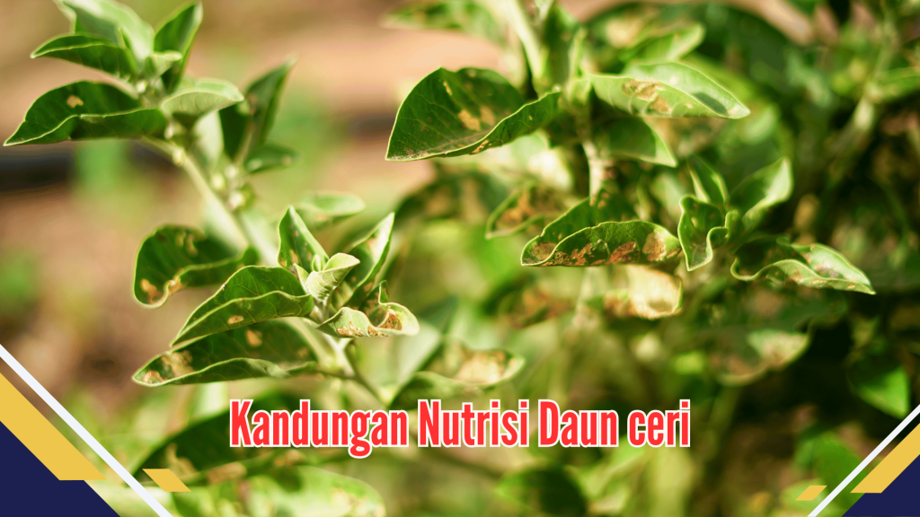 Kandungan Nutrisi Daun ceri