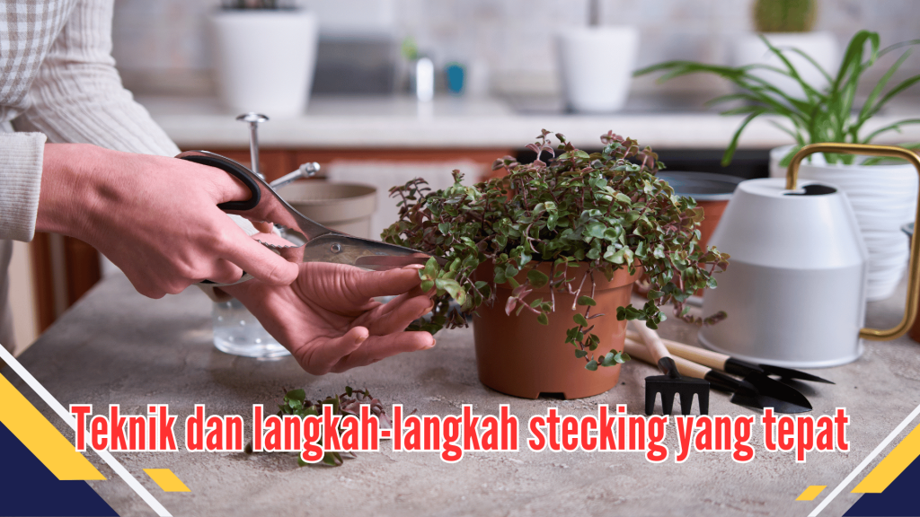 Teknik dan langkah-langkah stecking yang tepat