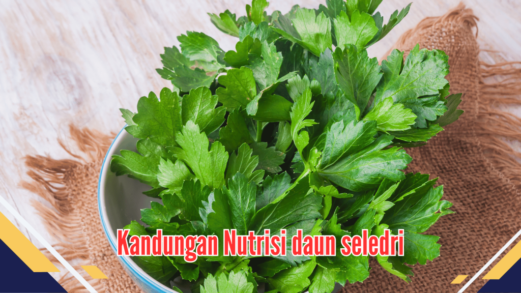 Kandungan Nutrisi daun seledri