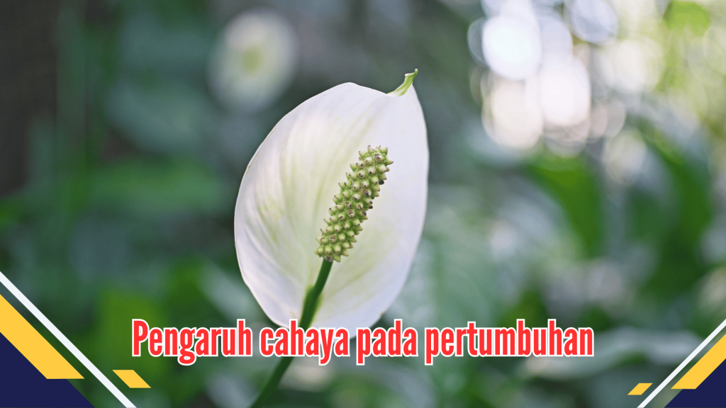 Pengaruh cahaya pada pertumbuhan