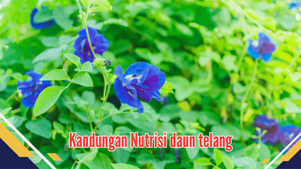 Kandungan Nutrisi daun telang