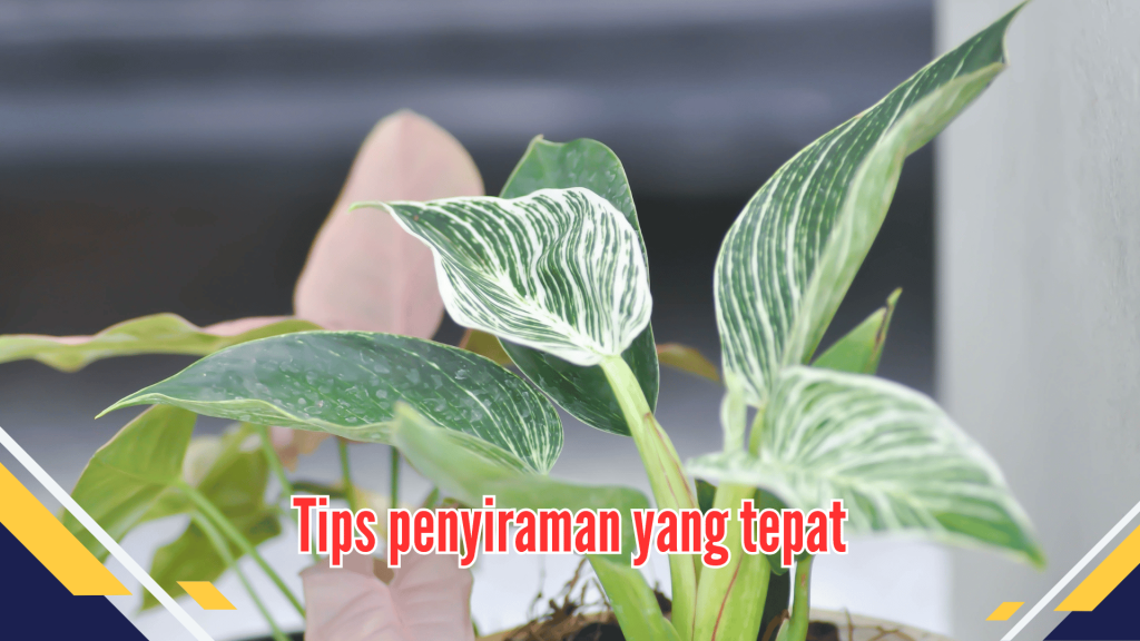 Tips penyiraman yang tepat