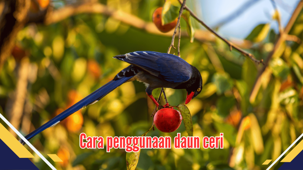 Cara penggunaan daun ceri