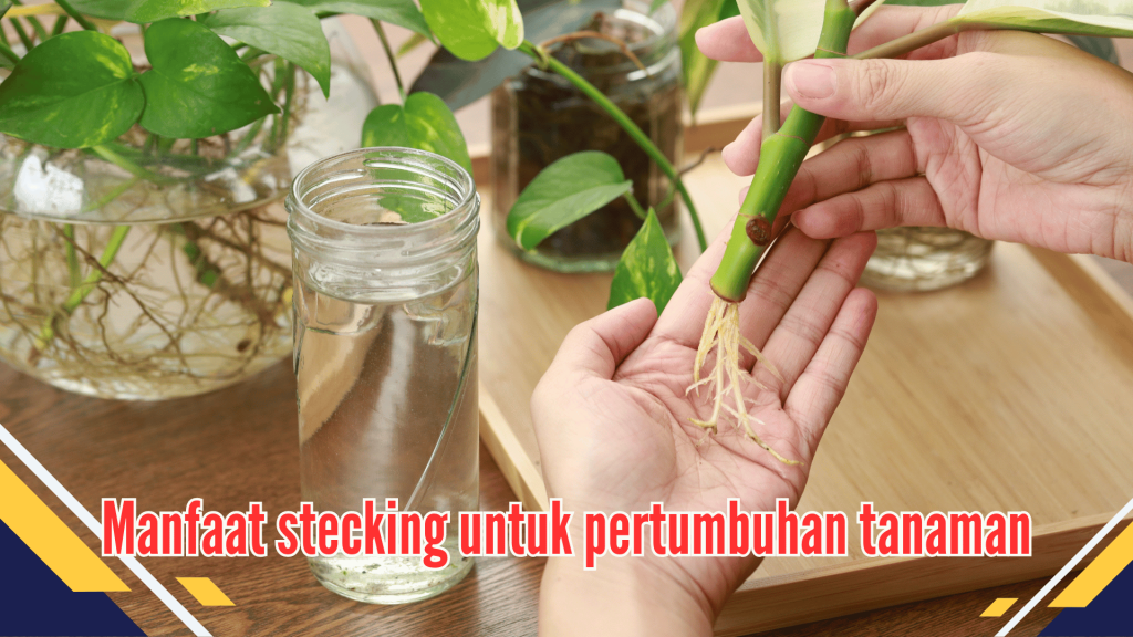 Manfaat stecking untuk pertumbuhan tanaman