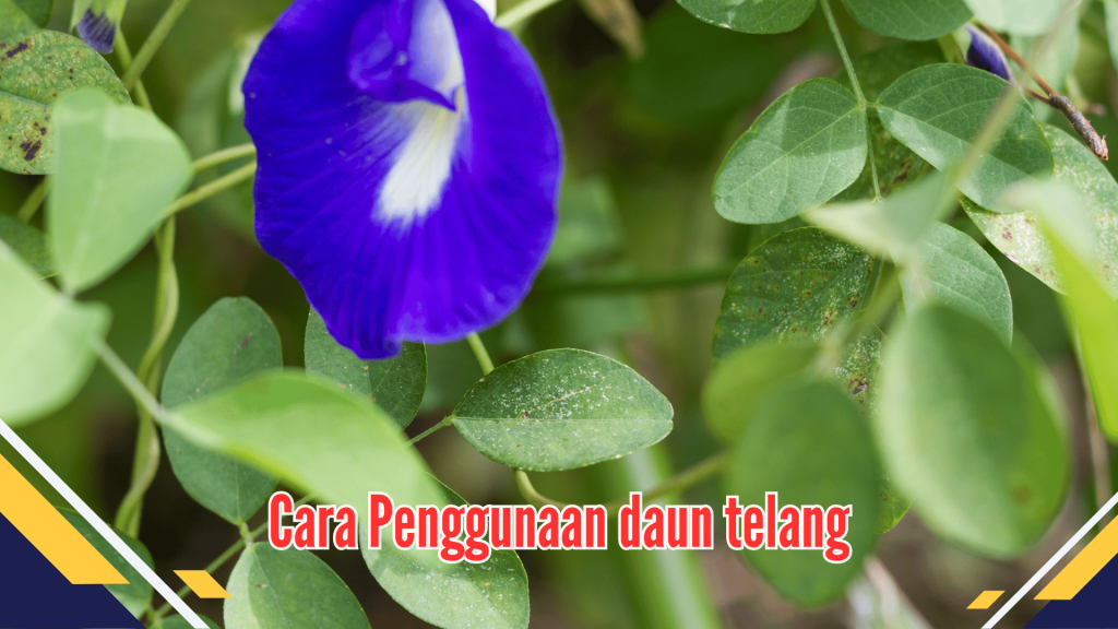 Cara Penggunaan daun telang